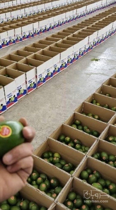 فروش لیمو ترش برزیلی