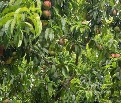 فروش شلیل هکتاری