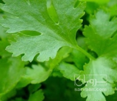 فروش جعفری تازه