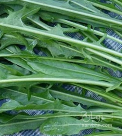 فروش کاسنی (گیاه‌ دارویی)