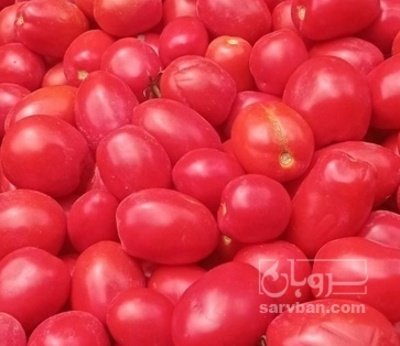 فروش گوجه فرنگی