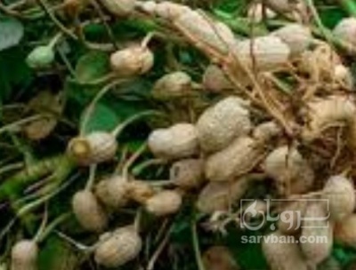 فروش بادام زمینی بو داده