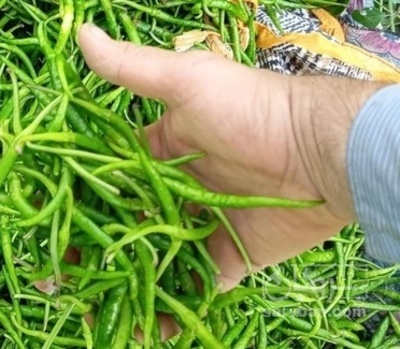 فروش فلفل ریز تند