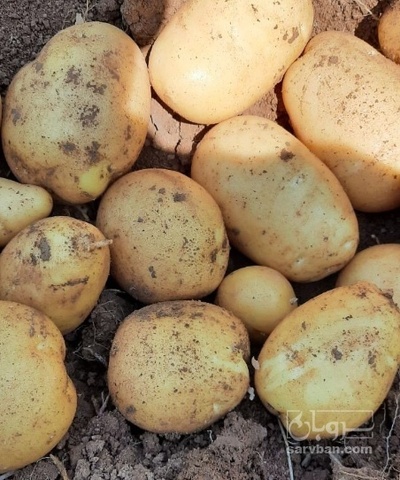 فروش سیب زمینی اگریا