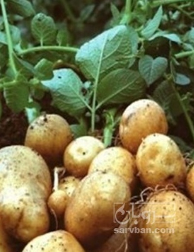 فروش سیب زمینی خانوار