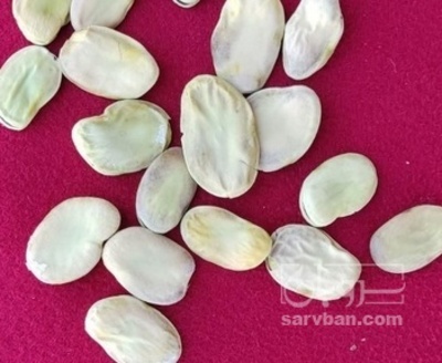 فروش باقلا تازه - باقالی - باقالا