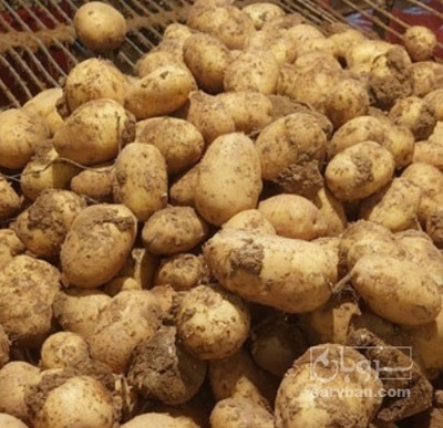 فروش سیب زمینی سانتا