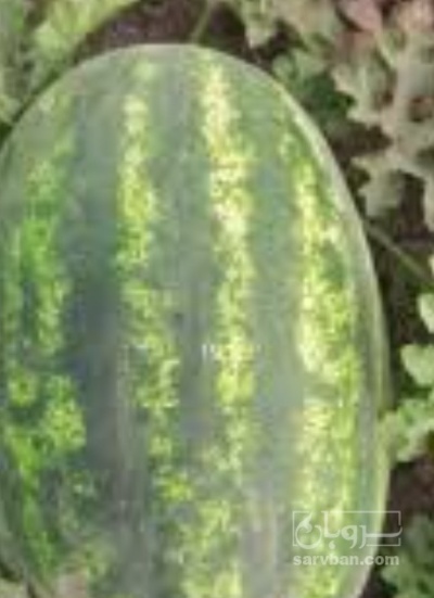 فروش هندوانه بیضی