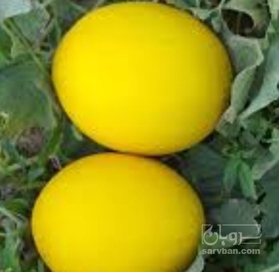 فروش خربزه طلایی