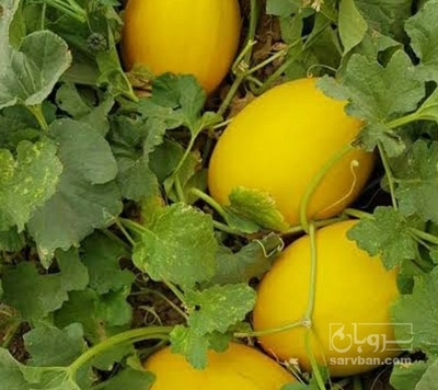 فروش خربزه صابونی