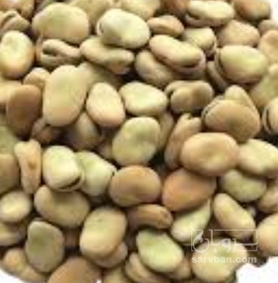 فروش باقلا تازه - باقالی - باقالا