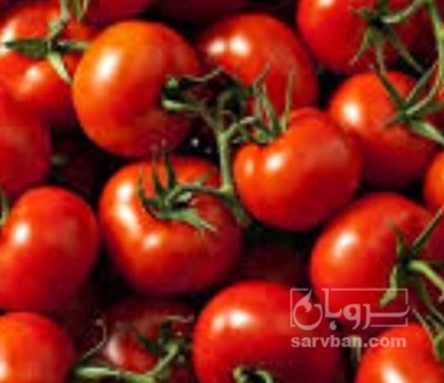 فروش گوجه فرنگی