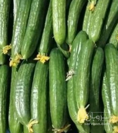 فروش خیار خیار شوری