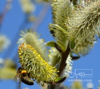 فروش عرق بیدمشک