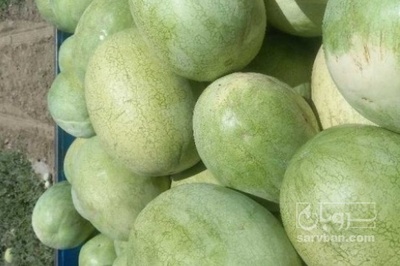 فروش هندوانه توتیکا