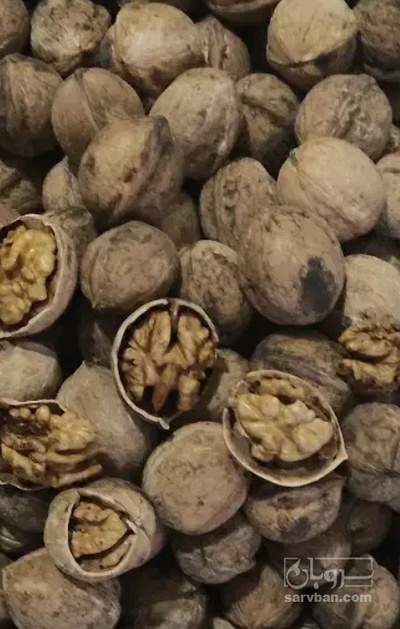 فروش گردو