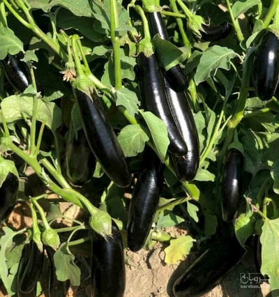 فروش بادمجان قلمی