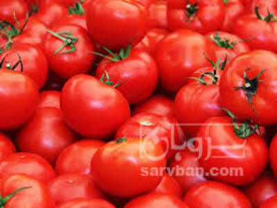 فروش گوجه فرنگی