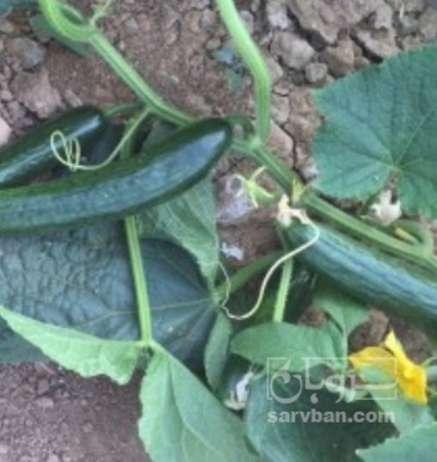 فروش خیار خیارشوری