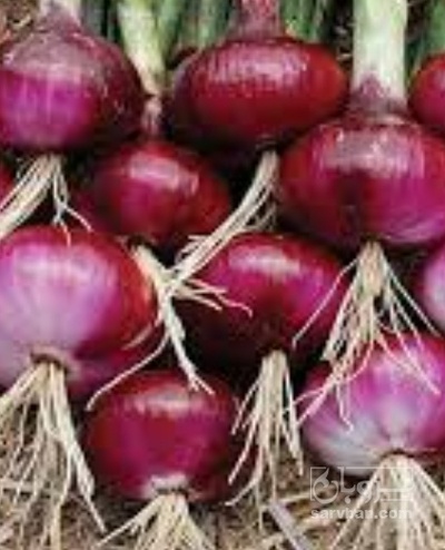 فروش پیاز قرمز