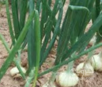 فروش پیاز سفید