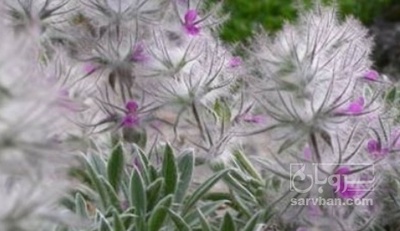 فروش چای کوهی (گیاه‌ دارویی)