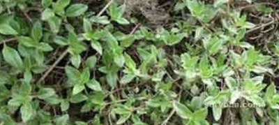 فروش برگ تر آویشن (گیاه‌ دارویی)