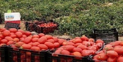 فروش گوجه فرنگی