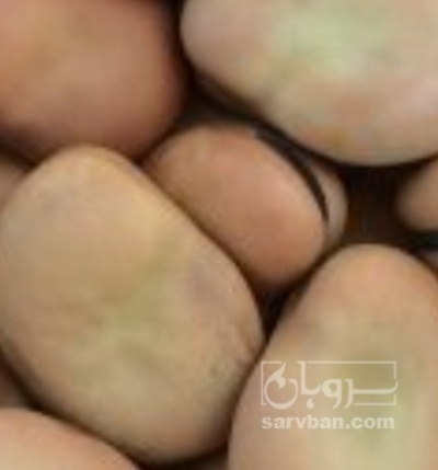 فروش باقلا تازه - باقالی - باقالا