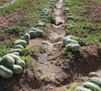 فروش هندوانه دراگون