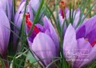 فروش زعفران (گیاه‌ دارویی)