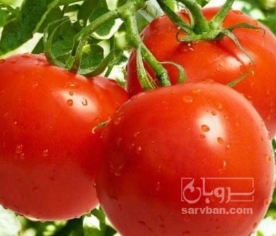 فروش گوجه فرنگی