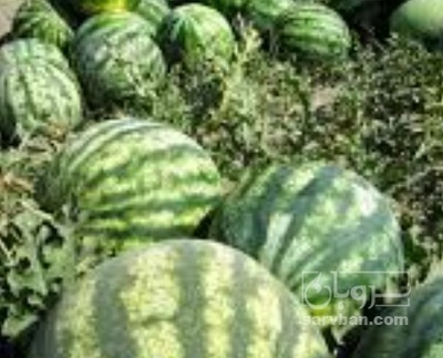 فروش هندوانه گرد