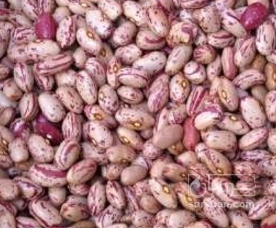 فروش لوبیا چیتی