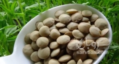فروش عدس
