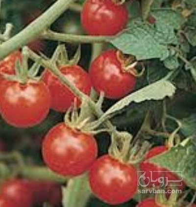 فروش گوجه فرنگی گیلاسی محلی