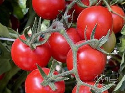 فروش گوجه فرنگی