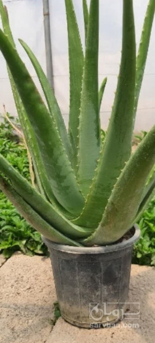 فروش آلوئه ورا (گیاه‌ دارویی)
