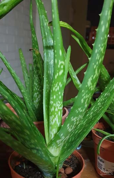 فروش آلوئه ورا (گیاه‌ دارویی)