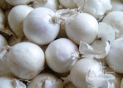 فروش پیاز سفید