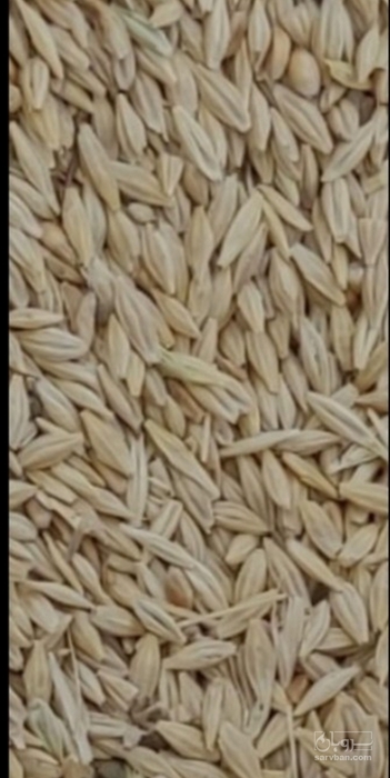 فروش جو