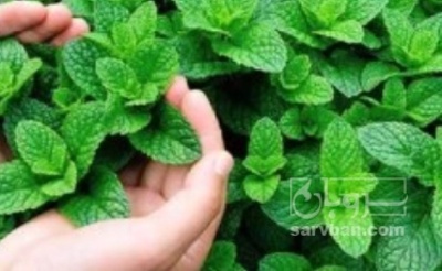 فروش نعناع