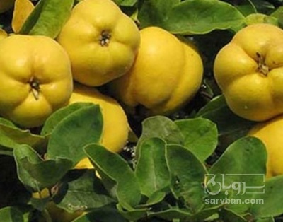 فروش به