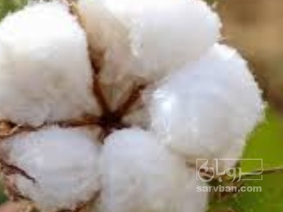 فروش پنبه