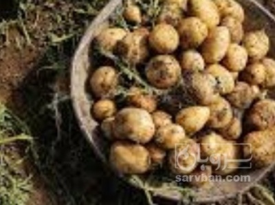 فروش سیب زمینی