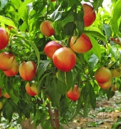 فروش شلیل