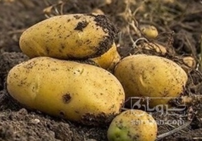 فروش سیب زمینی