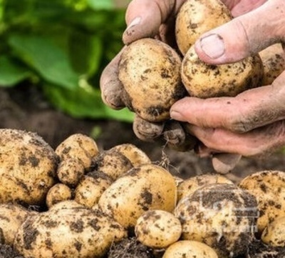 فروش سیب زمینی