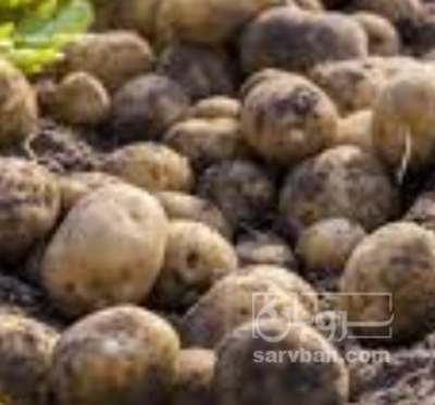 فروش سیب زمینی