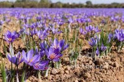 فروش زعفران (گیاه‌ دارویی)